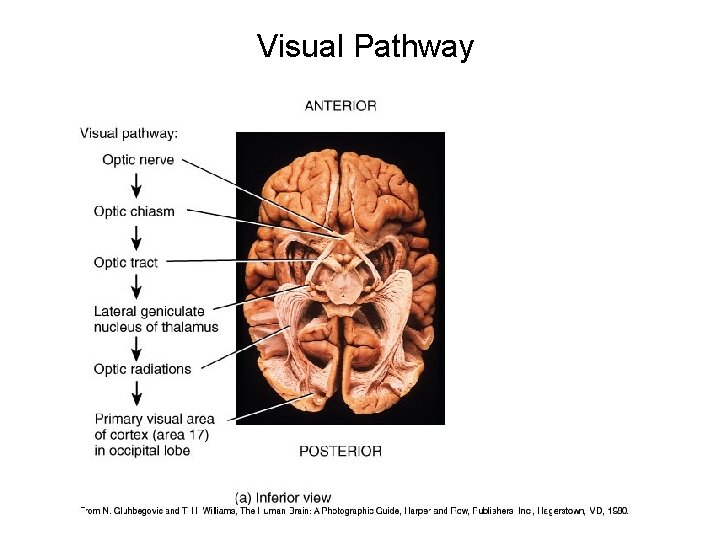 Visual Pathway 