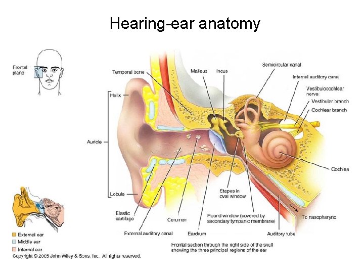 Hearing-ear anatomy 