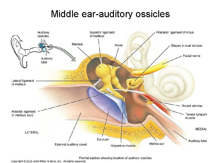 Middle ear-auditory ossicles 