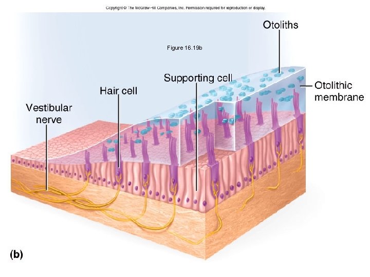 Figure 16. 19 b 