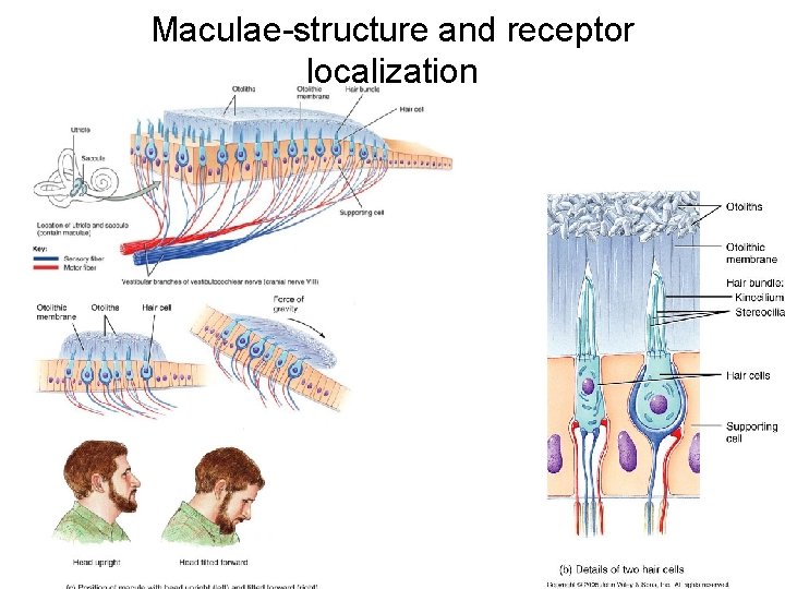 Maculae-structure and receptor localization 