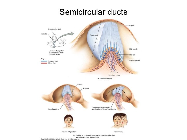 Semicircular ducts 