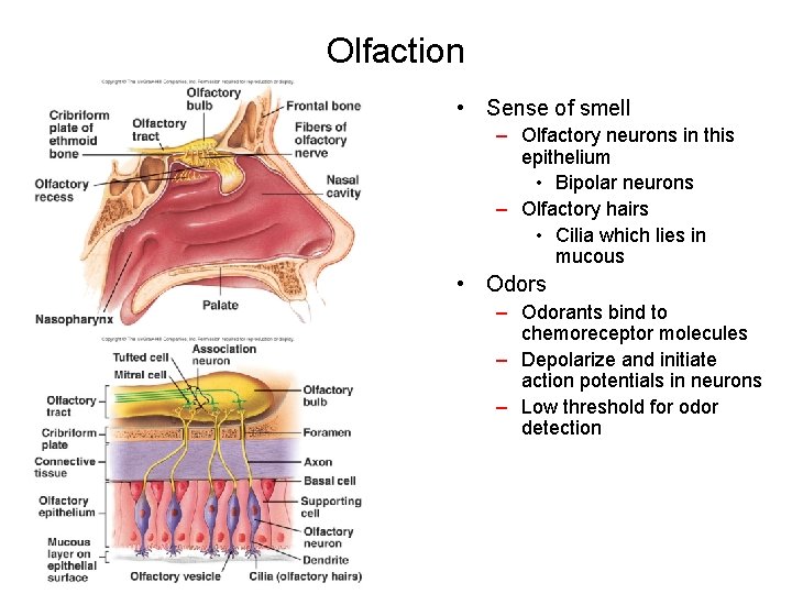 Olfaction • Sense of smell – Olfactory neurons in this epithelium • Bipolar neurons