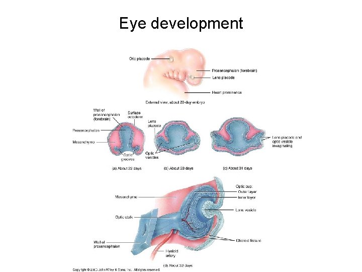 Eye development 