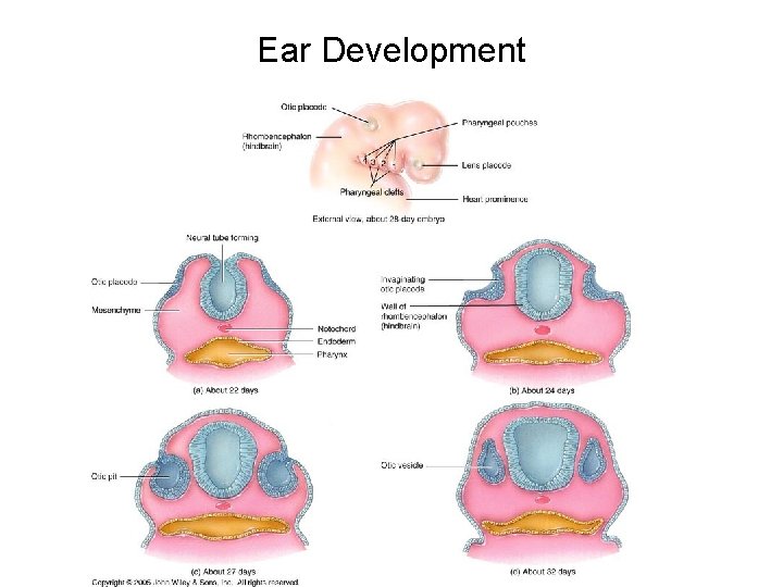 Ear Development Ear Development