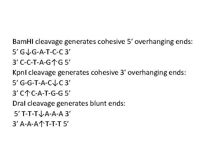 Bam. HI cleavage generates cohesive 5′ overhanging ends: 5′ G↓G-A-T-C-C 3′ 3′ C-C-T-A-G↑G 5′