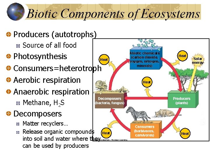 Biotic Components of Ecosystems Producers (autotrophs) Source of all food Photosynthesis Heat Consumers=heterotroph Aerobic