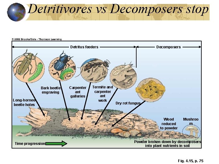 Detritivores vs Decomposers stop Detritus feeders Bark beetle engraving Long-horned beetle holes Carpenter ant