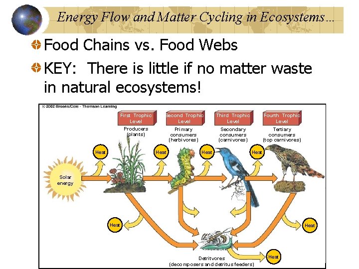 Energy Flow and Matter Cycling in Ecosystems… Food Chains vs. Food Webs KEY: There