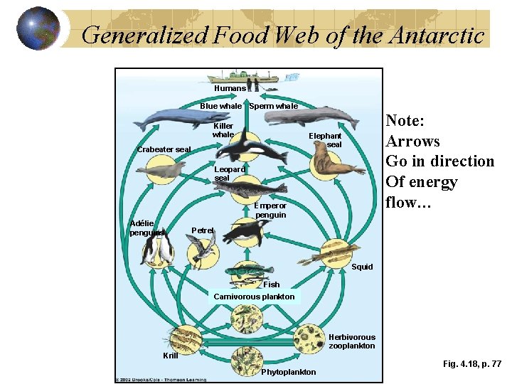 Generalized Food Web of the Antarctic Humans Blue whale Sperm whale Killer whale Note: