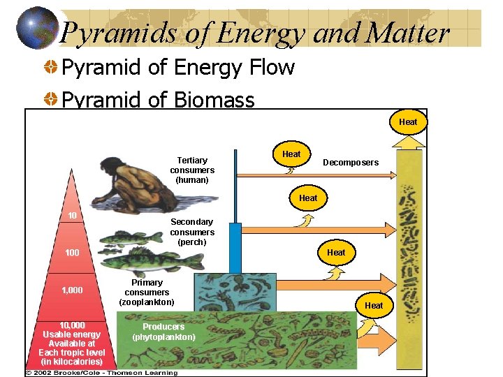 Pyramids of Energy and Matter Pyramid of Energy Flow Pyramid of Biomass Heat Tertiary