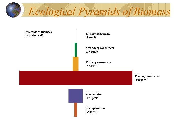 Ecological Pyramids of Biomass 
