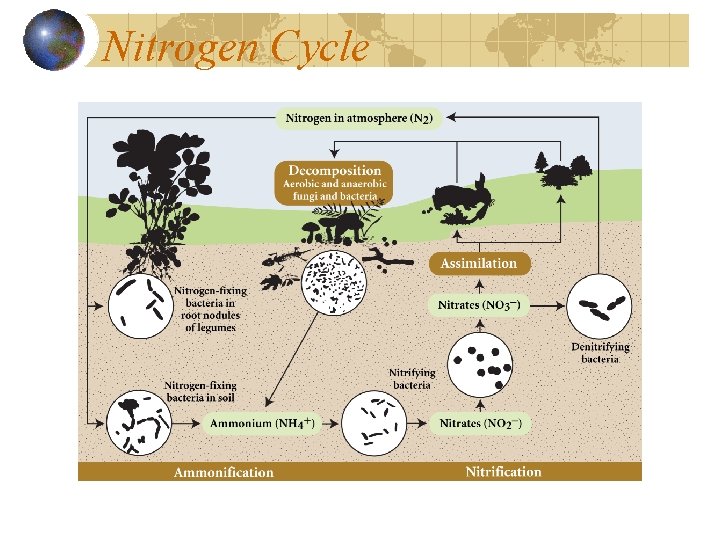 Nitrogen Cycle 