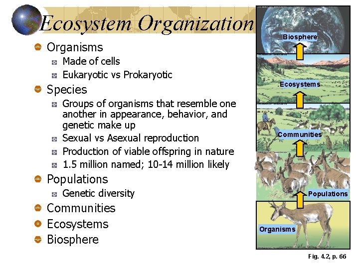 Ecosystem Organization Organisms Biosphere Made of cells Eukaryotic vs Prokaryotic Species Groups of organisms