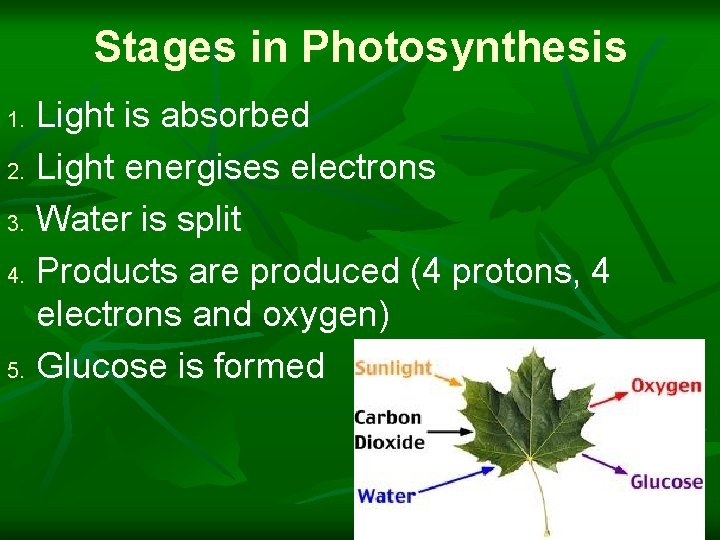 Stages in Photosynthesis Light is absorbed 2. Light energises electrons 3. Water is split