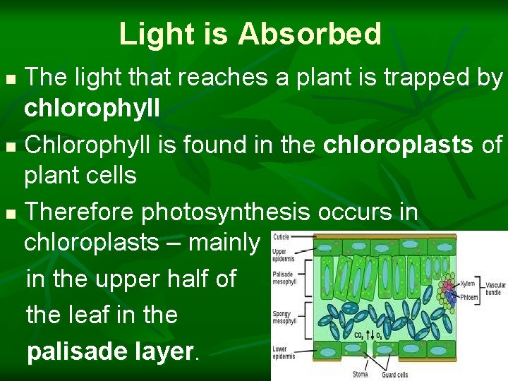 Light is Absorbed The light that reaches a plant is trapped by chlorophyll n