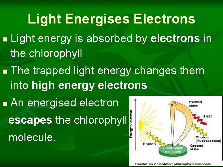 Light Energises Electrons n n n Light energy is absorbed by electrons in the