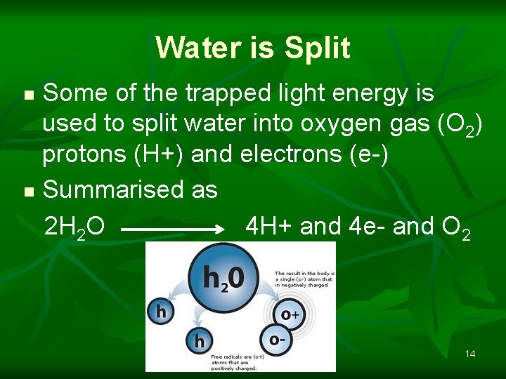 Water is Split Some of the trapped light energy is used to split water