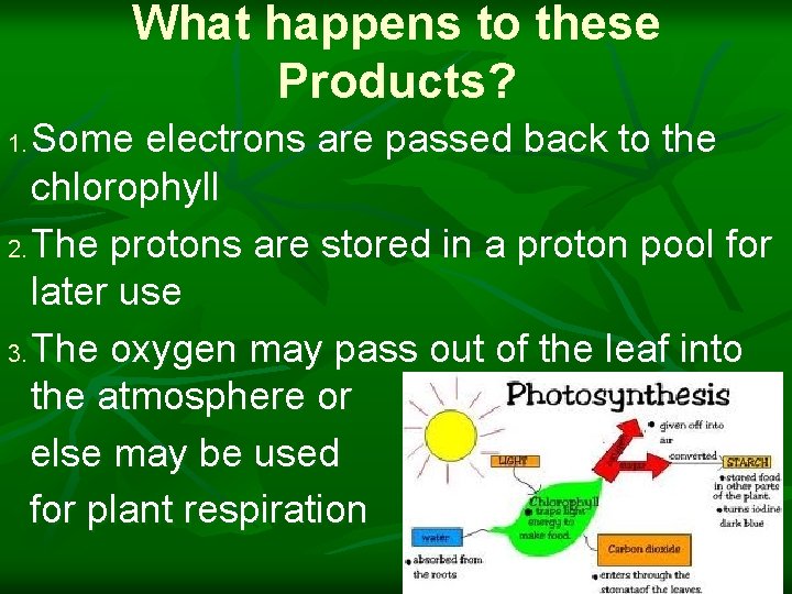 What happens to these Products? Some electrons are passed back to the chlorophyll 2.