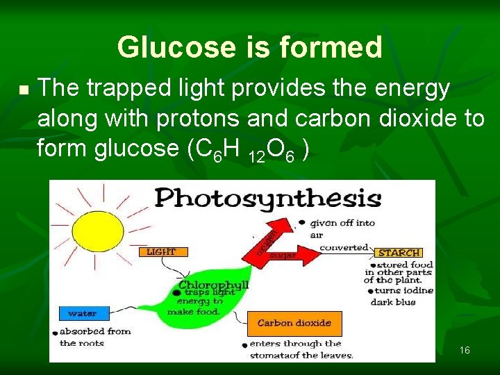 Glucose is formed n The trapped light provides the energy along with protons and