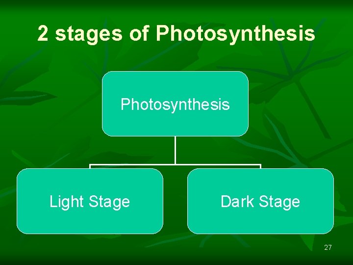 2 stages of Photosynthesis Light Stage Dark Stage 27 