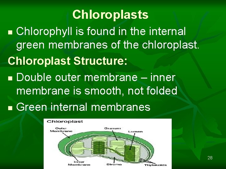Chloroplasts Chlorophyll is found in the internal green membranes of the chloroplast. Chloroplast Structure: