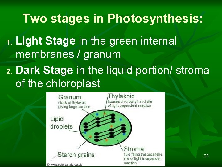 Two stages in Photosynthesis: Light Stage in the green internal membranes / granum 2.