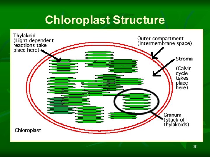 Chloroplast Structure 30 