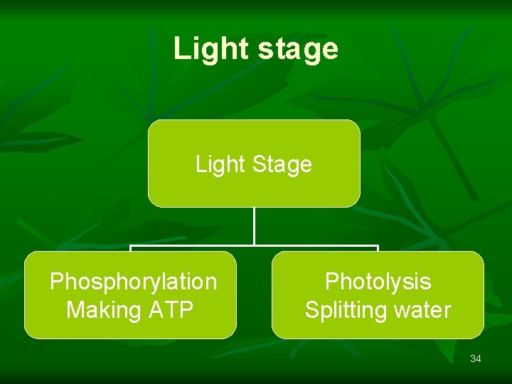 Light stage Light Stage Phosphorylation Making ATP Photolysis Splitting water 34 