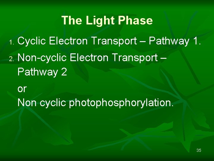 The Light Phase 1. 2. Cyclic Electron Transport – Pathway 1. Non-cyclic Electron Transport