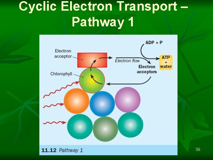 Cyclic Electron Transport – Pathway 1 36 