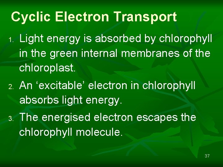 Cyclic Electron Transport 1. 2. 3. Light energy is absorbed by chlorophyll in the