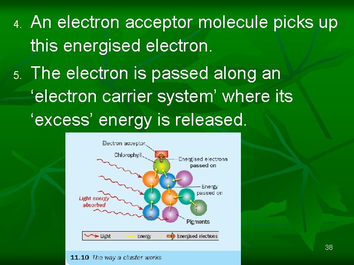 4. 5. An electron acceptor molecule picks up this energised electron. The electron is