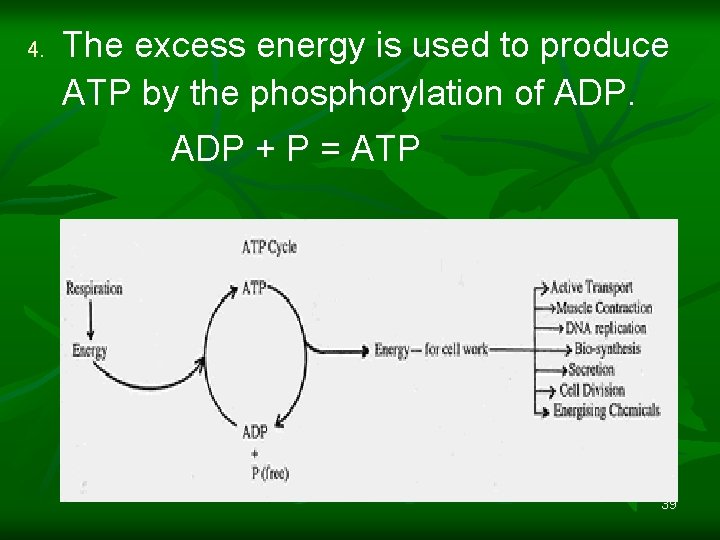 4. The excess energy is used to produce ATP by the phosphorylation of ADP