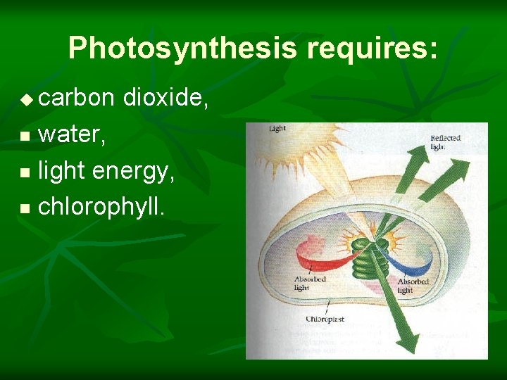 Photosynthesis requires: carbon dioxide, n water, n light energy, n chlorophyll. u 4 