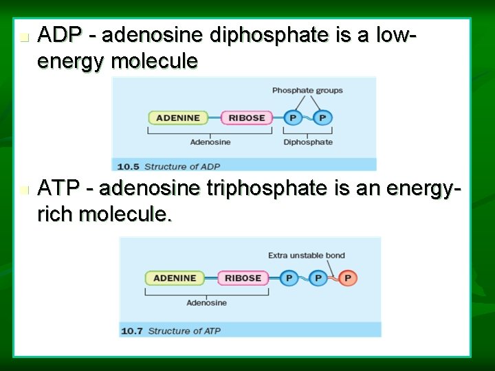 n n ADP - adenosine diphosphate is a lowenergy molecule ATP - adenosine triphosphate