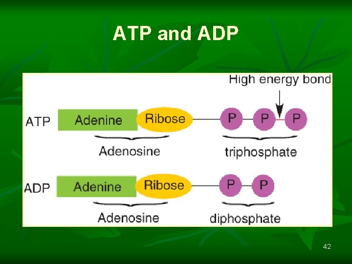 ATP and ADP 42 