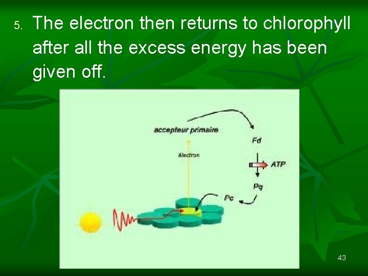 5. The electron then returns to chlorophyll after all the excess energy has been