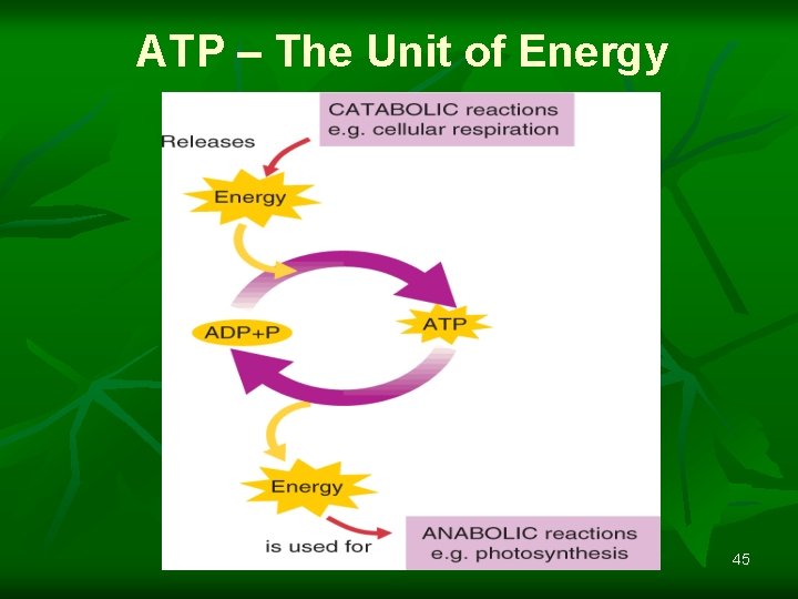 ATP – The Unit of Energy 45 
