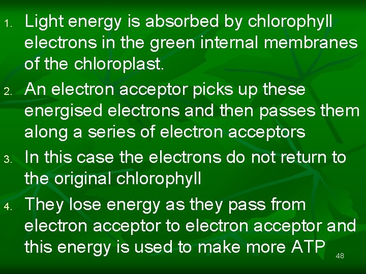 1. 2. 3. 4. Light energy is absorbed by chlorophyll electrons in the green