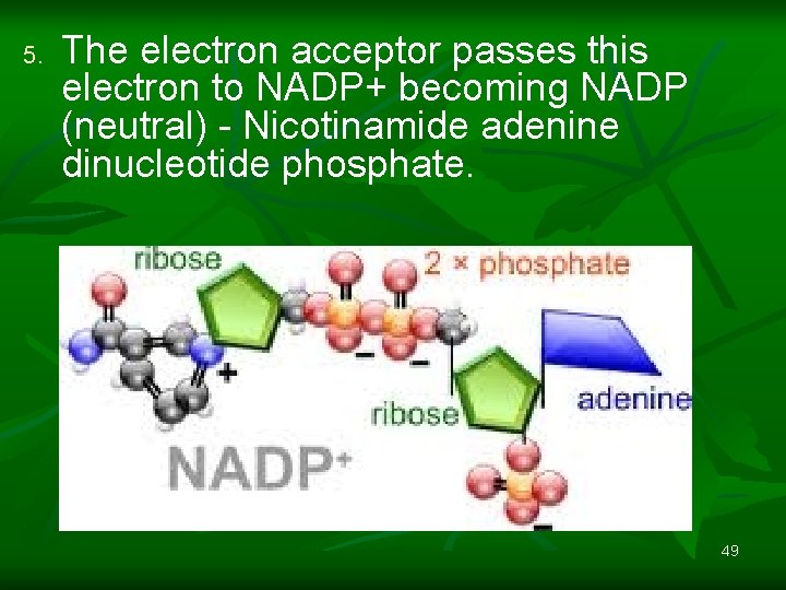 5. The electron acceptor passes this electron to NADP+ becoming NADP (neutral) - Nicotinamide