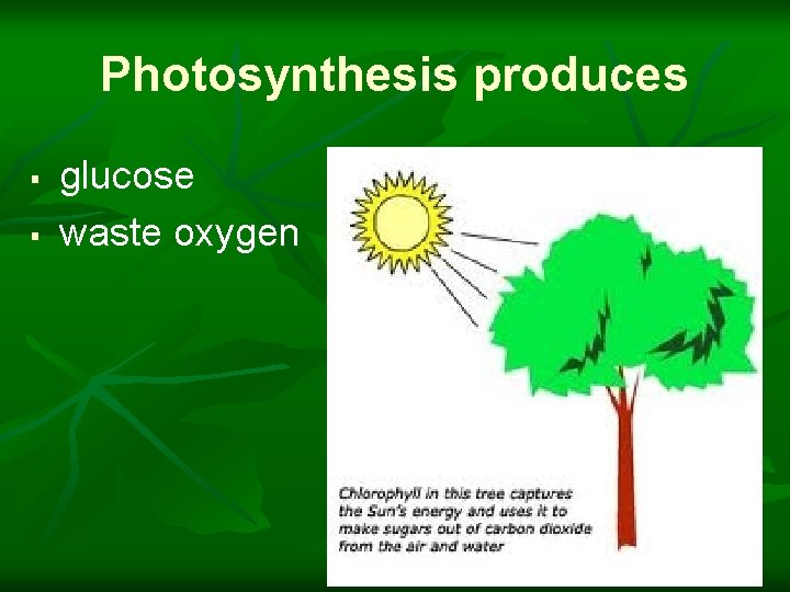 Photosynthesis produces § § glucose waste oxygen 5 