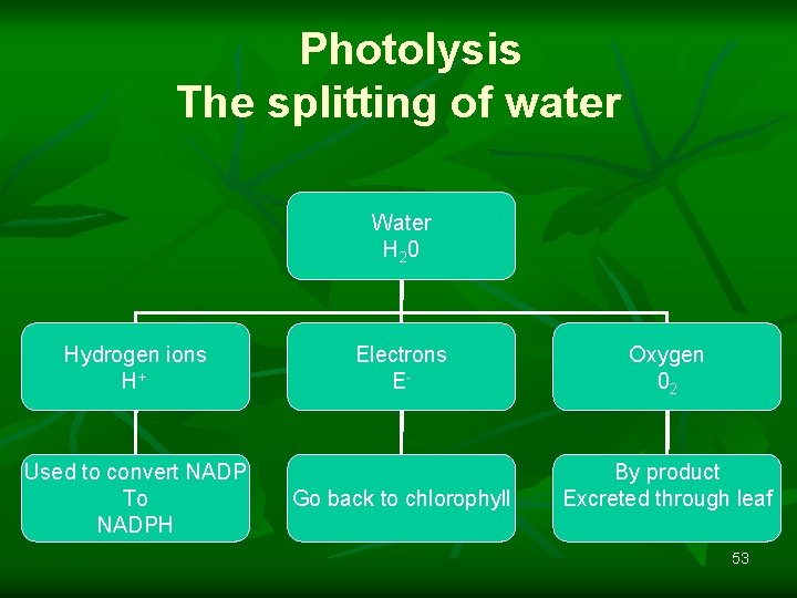 Photolysis The splitting of water Water H 2 0 Hydrogen ions H+ Used to