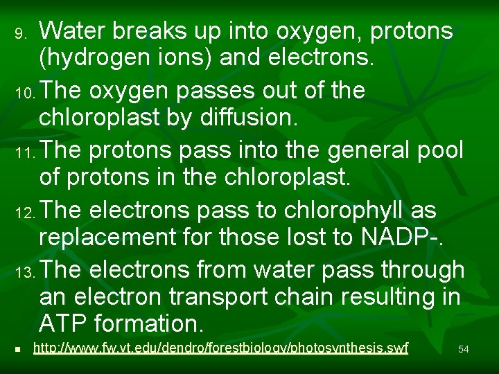 Water breaks up into oxygen, protons (hydrogen ions) and electrons. 10. The oxygen passes