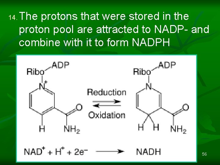 14. The protons that were stored in the proton pool are attracted to NADP-