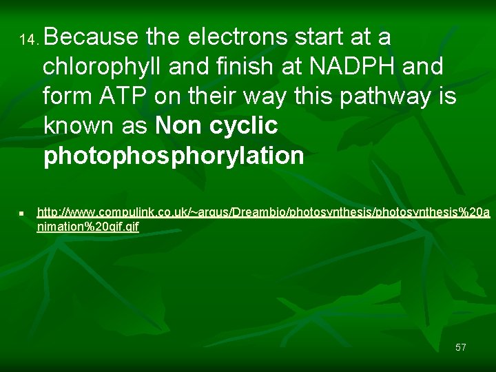 14. n Because the electrons start at a chlorophyll and finish at NADPH and