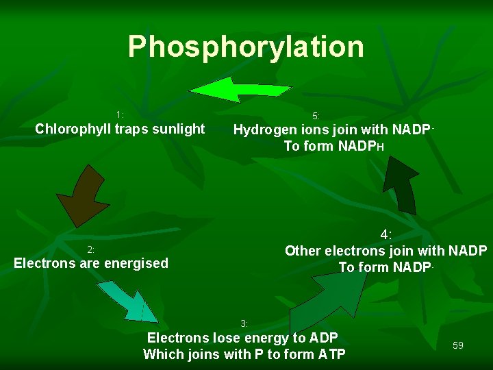 Phosphorylation 1: 5: Chlorophyll traps sunlight Hydrogen ions join with NADPTo form NADPH 4: