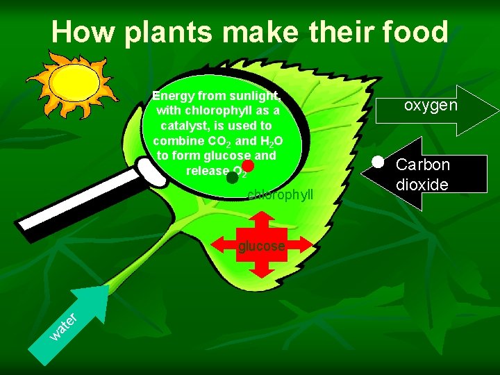 How plants make their food Energy from sunlight, with chlorophyll as a catalyst, is