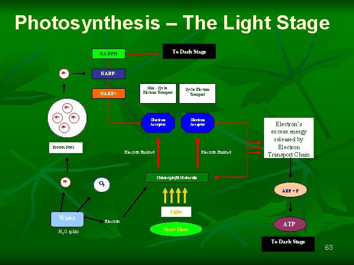 Photosynthesis – The Light Stage To Dark Stage NADPH H+ NADP- NADP+ Non -
