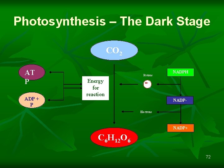 Photosynthesis – The Dark Stage CO 2 AT P ADP + P Protons Energy